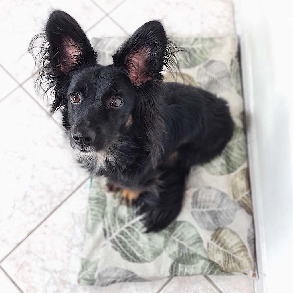 cane meticcio nero seduto nella cuccia