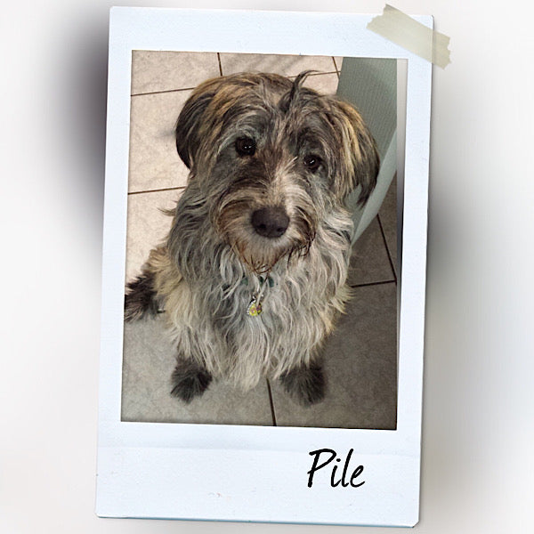 cane meticcio simil pastore bergamasco