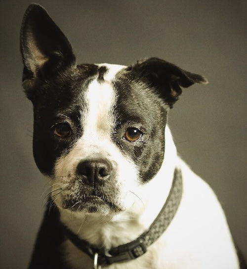 cane bull terrier con collare