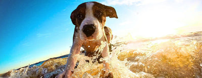 Come proteggere il tuo cane dal caldo estivo