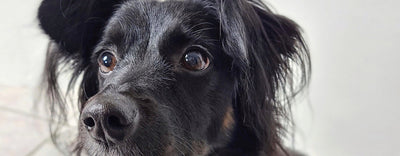 Il mio cane è paralizzato. Ti racconto la mia esperienza.