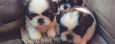 È meglio adottare o comprare un cane?