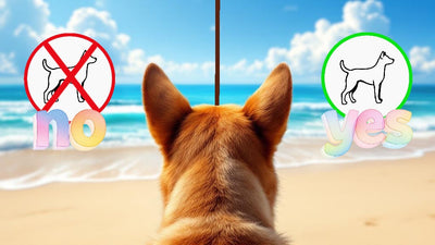 I cani possono entrare in spiaggia?