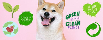 6 buone abitudini ecofriendly se hai un cane