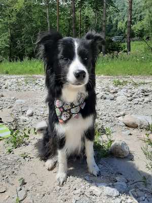 Border collie con bandana con teschi