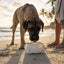 mastino in spiaggia che beve dalla ciotola pieghevole ramapiki