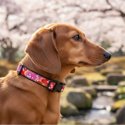 Collare per cani taglia piccola - S