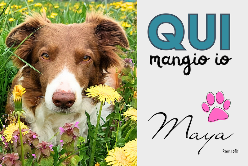 Tappetino sottociotole con foto di cane meticcio e nome Maya personalizzato